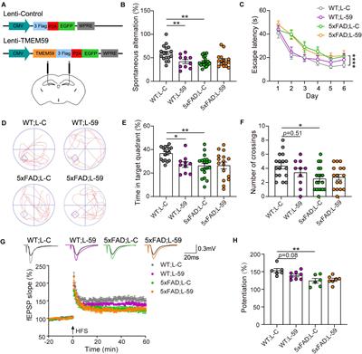 TMEM59 Haploinsufficiency Ameliorates the Pathology and Cognitive Impairment in the 5xFAD Mouse Model of Alzheimer’s Disease